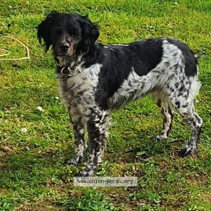 Photo 1/1 Chien retrouvé Perdu à Cleder