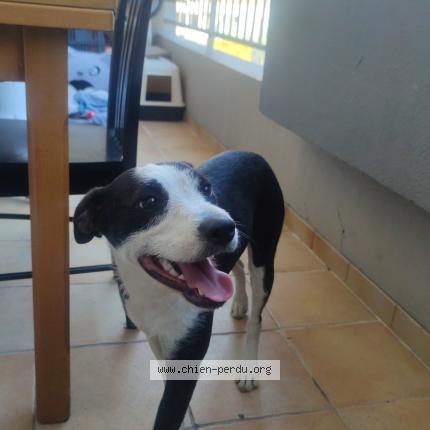 Photo de chien trouvé à Ales