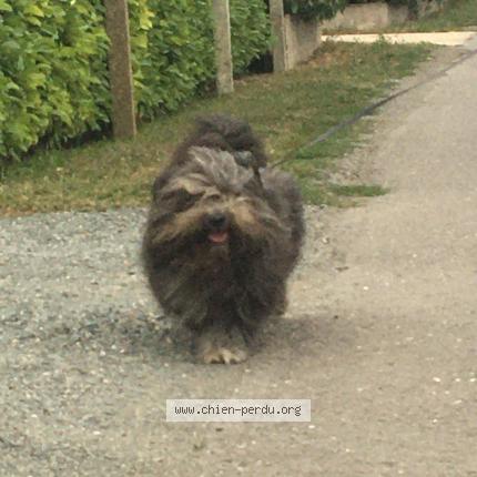 Photo de chien trouvé à Coulonges Sur L Autize