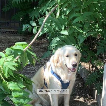 Photo de chien perdu à Champigny