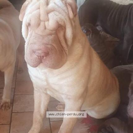 Photo de chien perdu à Saint Pourcain Sur Sioulle