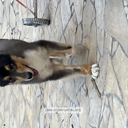 Photo de chien perdu à St Gely Du Fesc