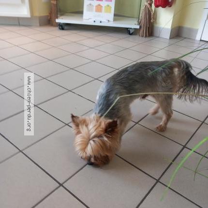 Photo 1/1 Chien retrouvé Trouvé à Stella plage