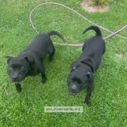 Photo de chien perdu à Nezel