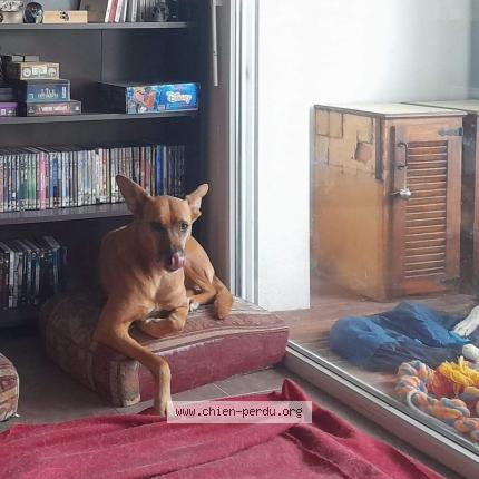 Photo de chien perdu à Toulouse