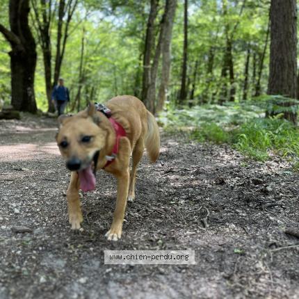 Photo 1/3 Chien retrouvé Perdu à Quimper