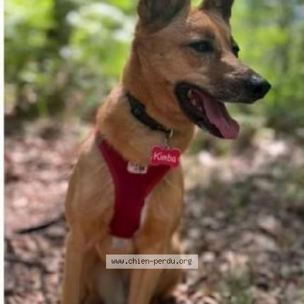 Photo 2/3 Chien retrouvé Perdu à Quimper