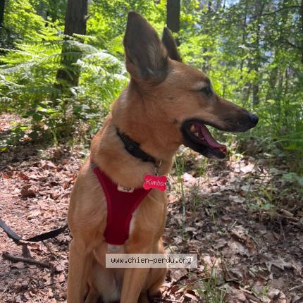 Photo 3/3 Chien retrouvé Perdu à Quimper