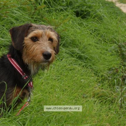 Photo 1/1 Chien retrouvé Perdu à Pinet d uriage