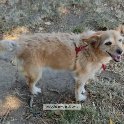 Photo 1/1 Chien retrouvé Trouvé à Saint felix de viladeix