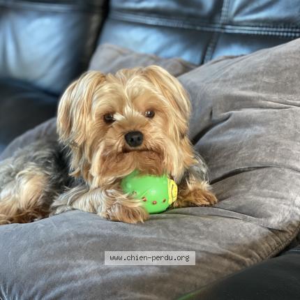 Photo de chien perdu à Carmaux