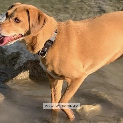 Photo de chien perdu à Saint Maixent L Ecole