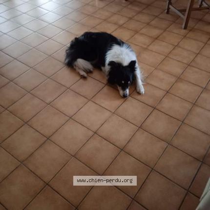 Photo 1/1 Chien retrouvé Perdu à St julien sur reyssouze