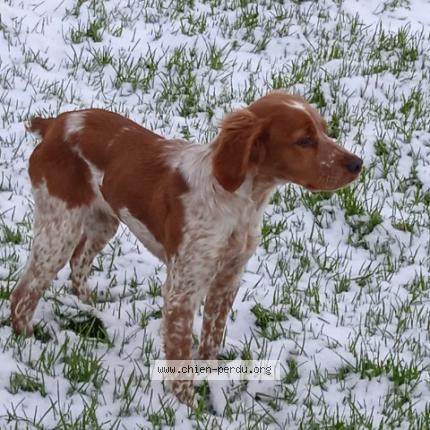 Photo de chien perdu à Bayeux