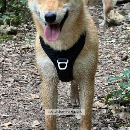 Photo de chien perdu à Meounes Les Montrieux