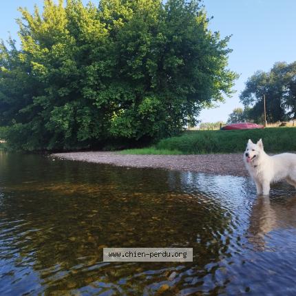Photo 1/1 Chien retrouvé Perdu à Le bugue
