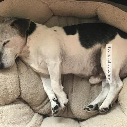 Photo 1/1 Chien retrouvé Perdu à Colmar