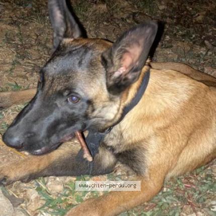 Photo 1/1 Chien retrouvé Perdu à Montpellier