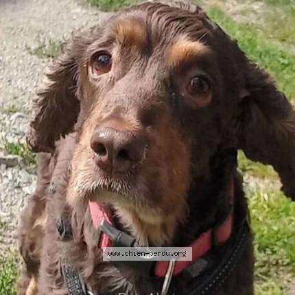 Photo de chien perdu à Glenic