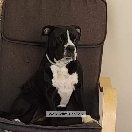 Photo de chien perdu à Sauve