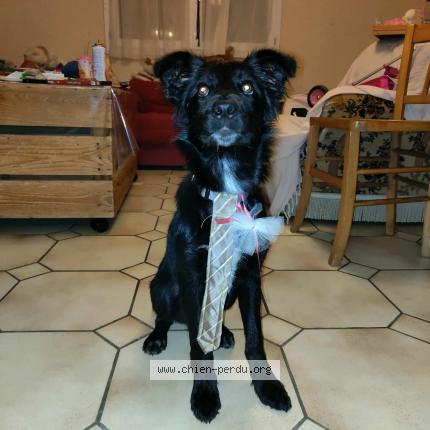 Photo de chien perdu à Nantes