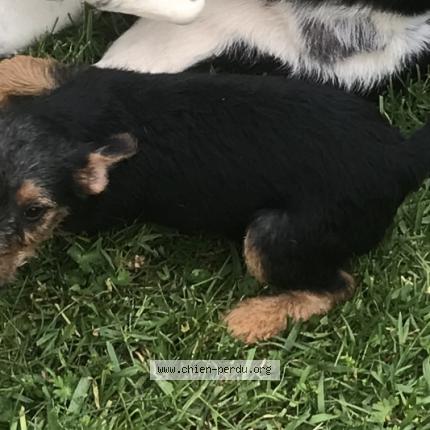 Photo de chien perdu à Genissiat