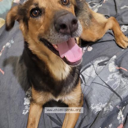 Photo de chien trouvé à Saint Juery