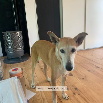 Photo de chien perdu à Vallet