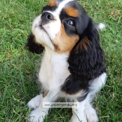 Photo 1/1 Chien retrouvé Perdu à Chateauneuf sur charente