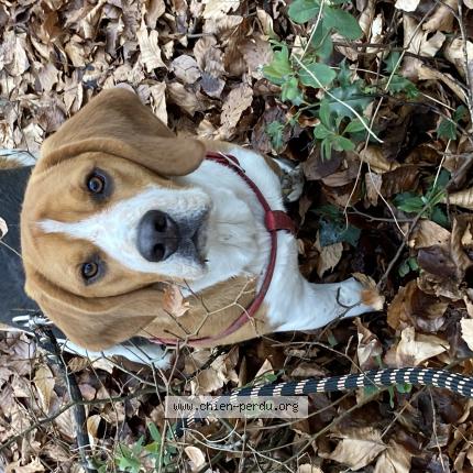 Photo de chien perdu à Rauville La Bigot