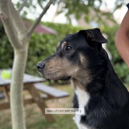 Photo 1/1 Chien retrouvé Perdu à Quiberon