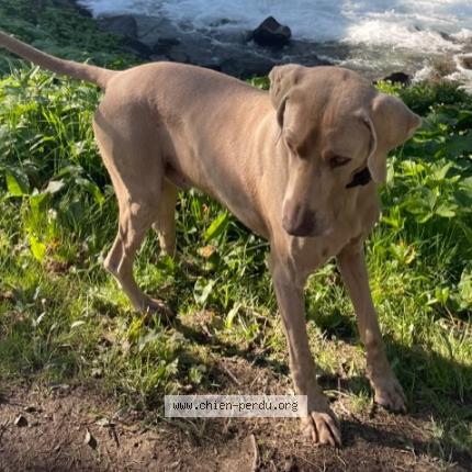 Photo de chien perdu à Besse Sur Issole