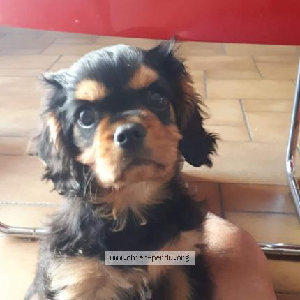 Photo 1/1 Chien retrouvé Perdu à Sardon