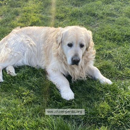 Photo de chien perdu à Cauchy A La Tour