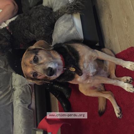 Photo 1/1 Chien retrouvé Perdu à Aucamville