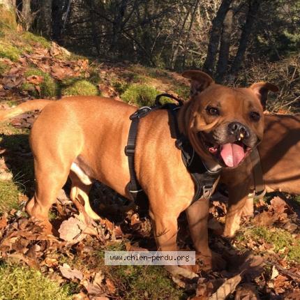Photo 1/1 Chien retrouvé Perdu à Vence