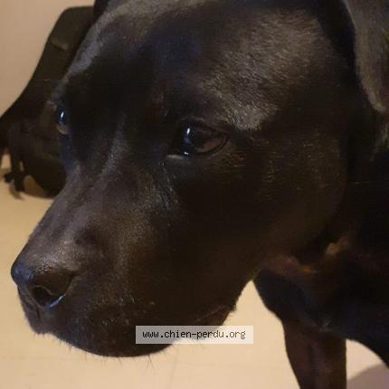 Photo de chien perdu à Champigny Sur Marne