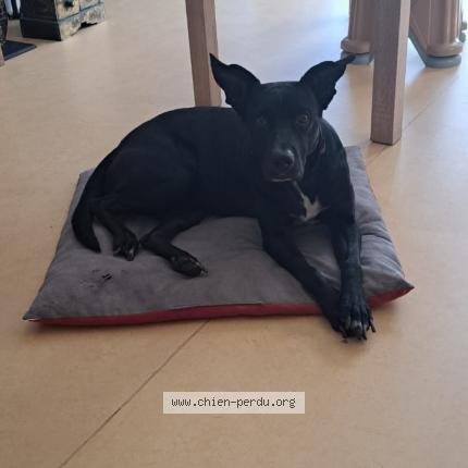 Photo 1/1 Chien retrouvé Perdu à Livry gargan