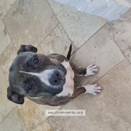 Photo de chien trouvé à Les Arcs Sur Argens