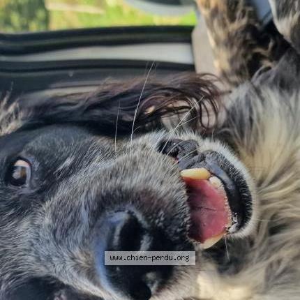 Photo de chien trouvé à Caucourt