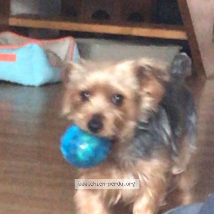 Photo 1/1 Chien retrouvé Perdu à Montpellier