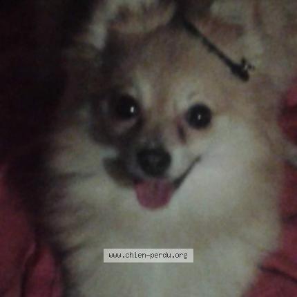 Photo 1/1 Chien retrouvé Perdu à Marseille