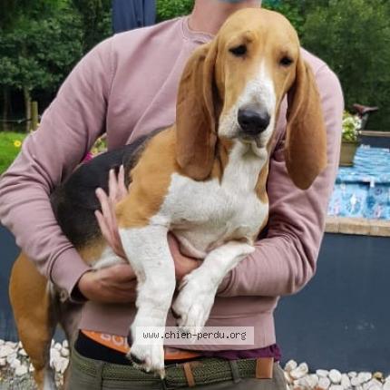 Photo de chien trouvé à Briqueville Sur Mer