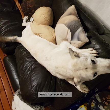 Photo 1/1 Chien retrouvé Perdu à Paley
