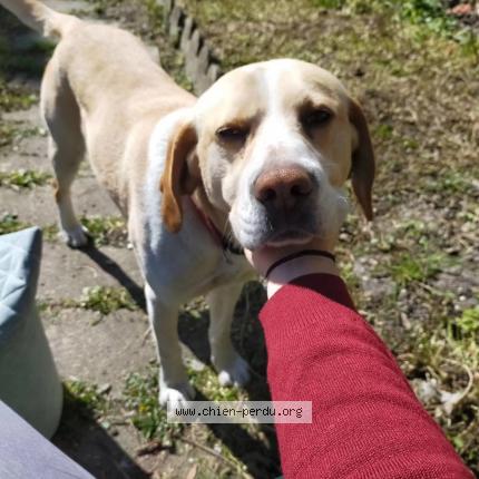 Photo de chien perdu à Sevran