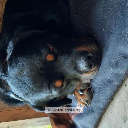 Photo 1/1 Chien retrouvé Trouvé à Greolieres