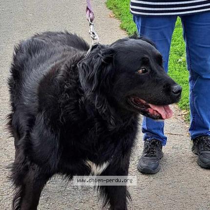 Photo 1/1 Chien retrouvé Trouvé à La maison brulee