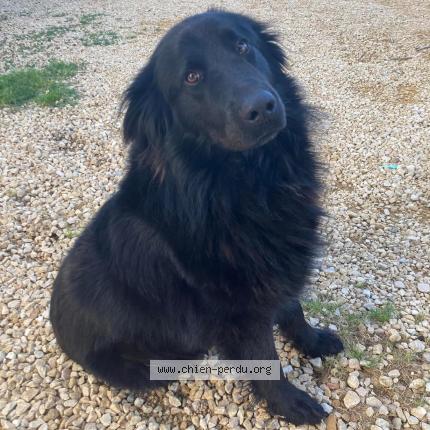 Photo 1/1 Chien retrouvé Perdu à Baumes de venise