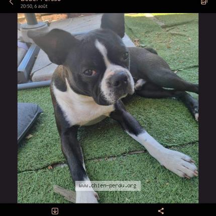 Photo de chien perdu à Ingrane