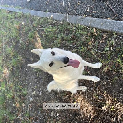 Photo 1/1 Chien retrouvé Trouvé à Audenge